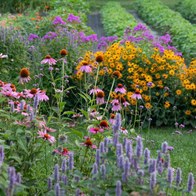 https://www.frogmoreflowers.com/wp-content/uploads/2025/01/belfast-garden-club-open-garden-day-640x640.jpg