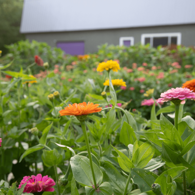 https://www.frogmoreflowers.com/wp-content/uploads/2025/01/opening-day-ss-640x640.png
