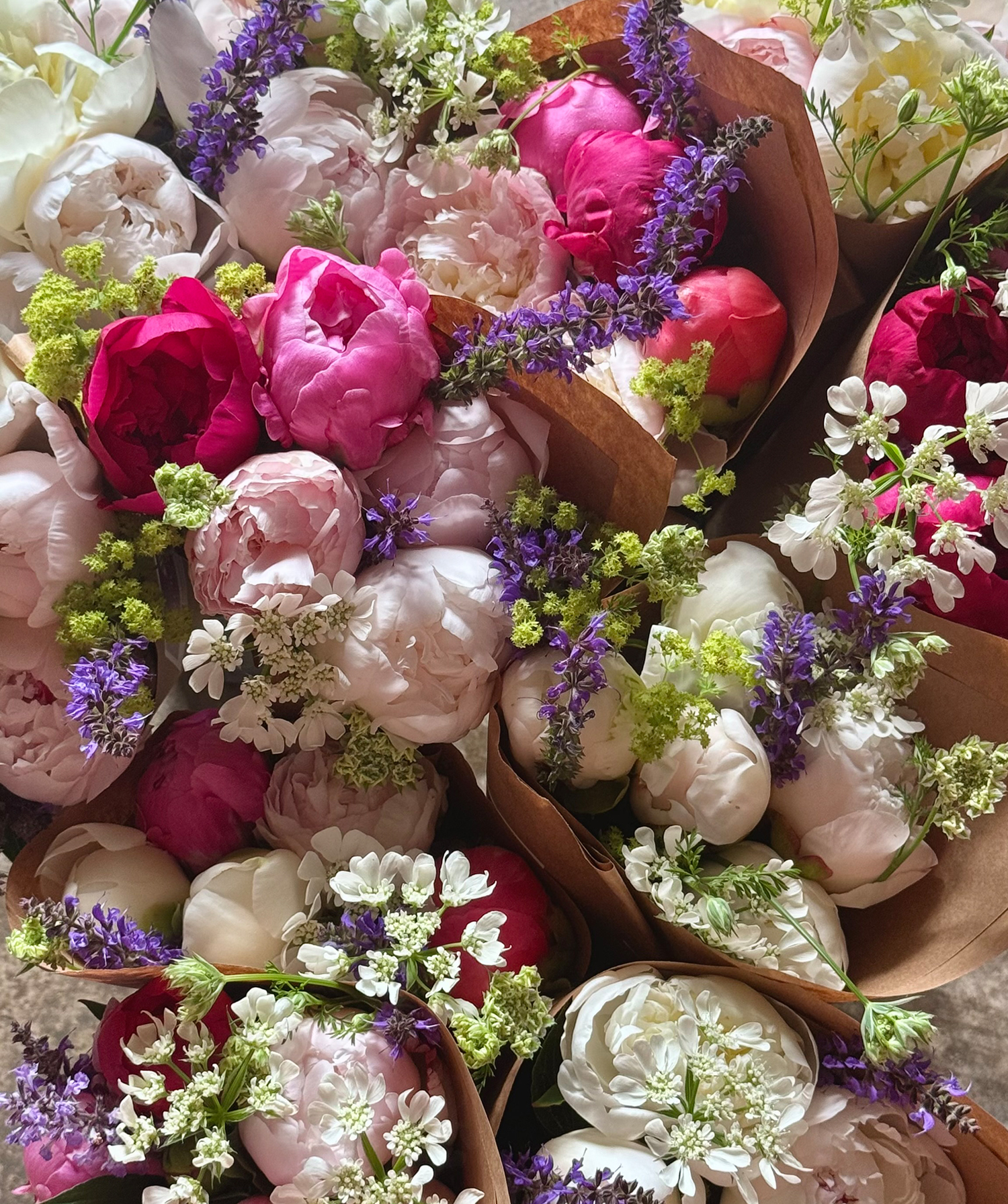 Brooks Maine, Waldo County Peony CSA