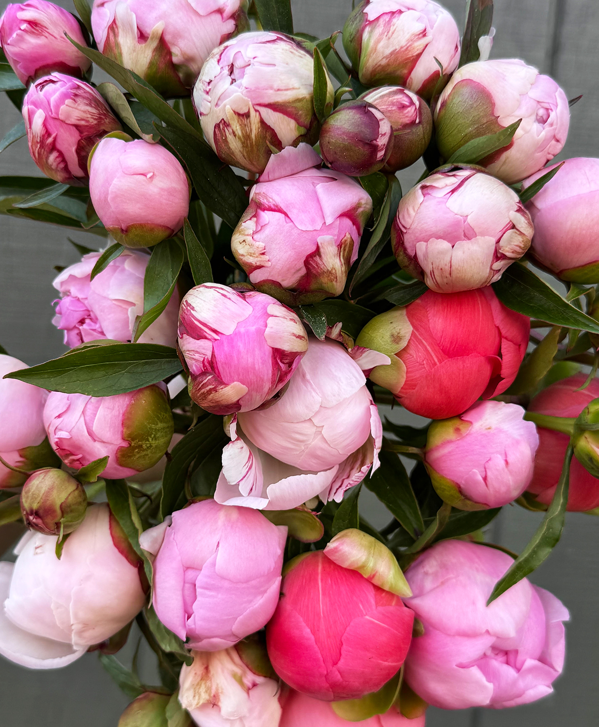 peony-bouquet-nofiller-css https://www.frogmoreflowers.com/wp-content/uploads/2026/06/peony-bouquet-nofiller-css.jpg